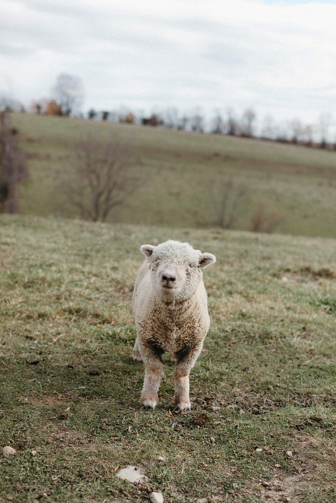 farm wedding