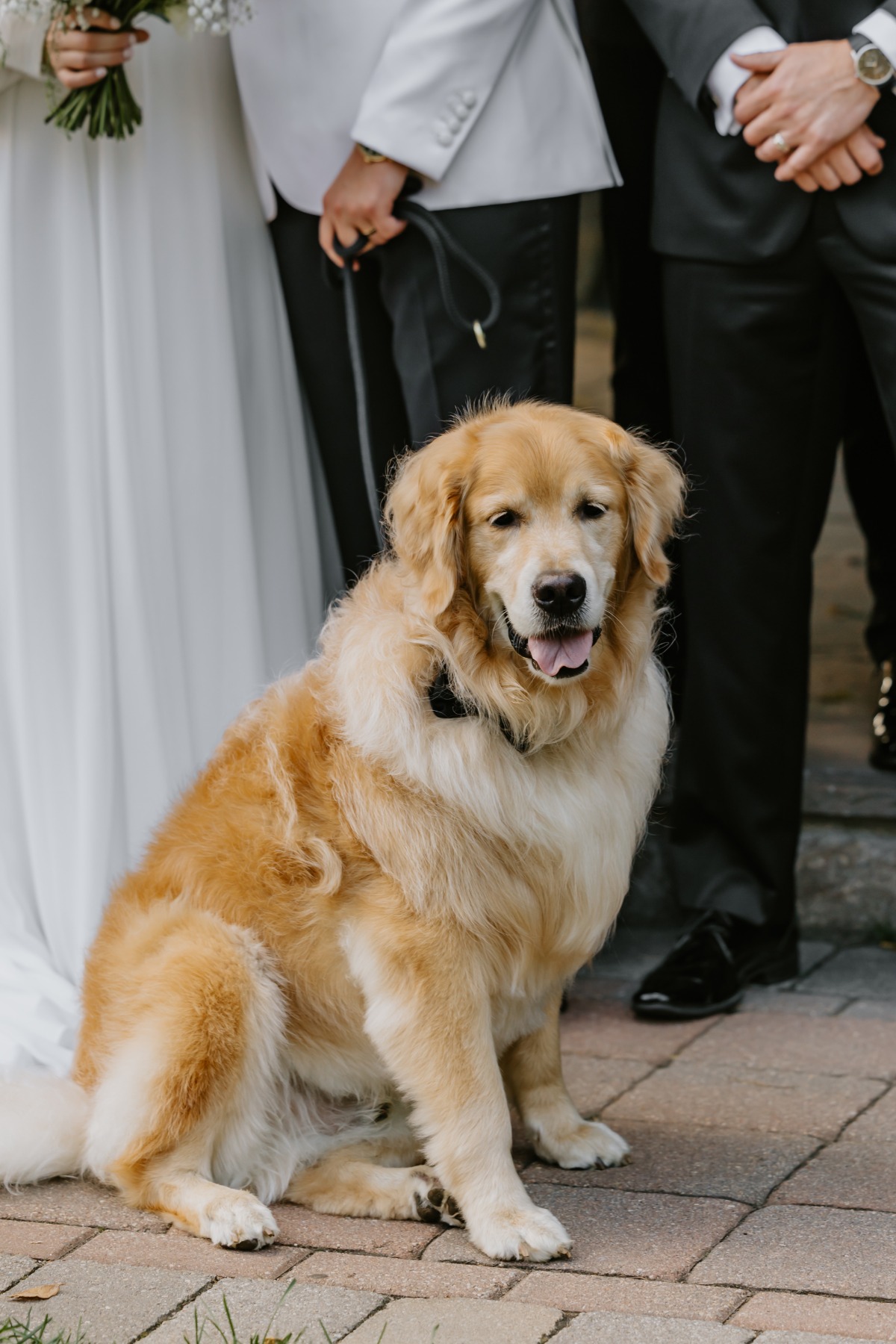 dog at wedding ideas