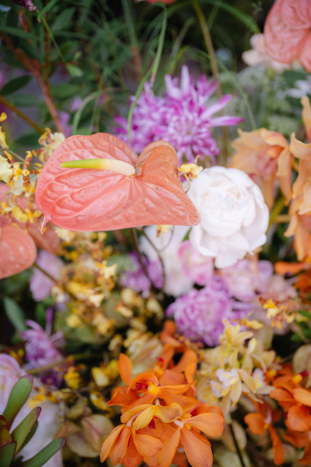 colorful cala lilies 