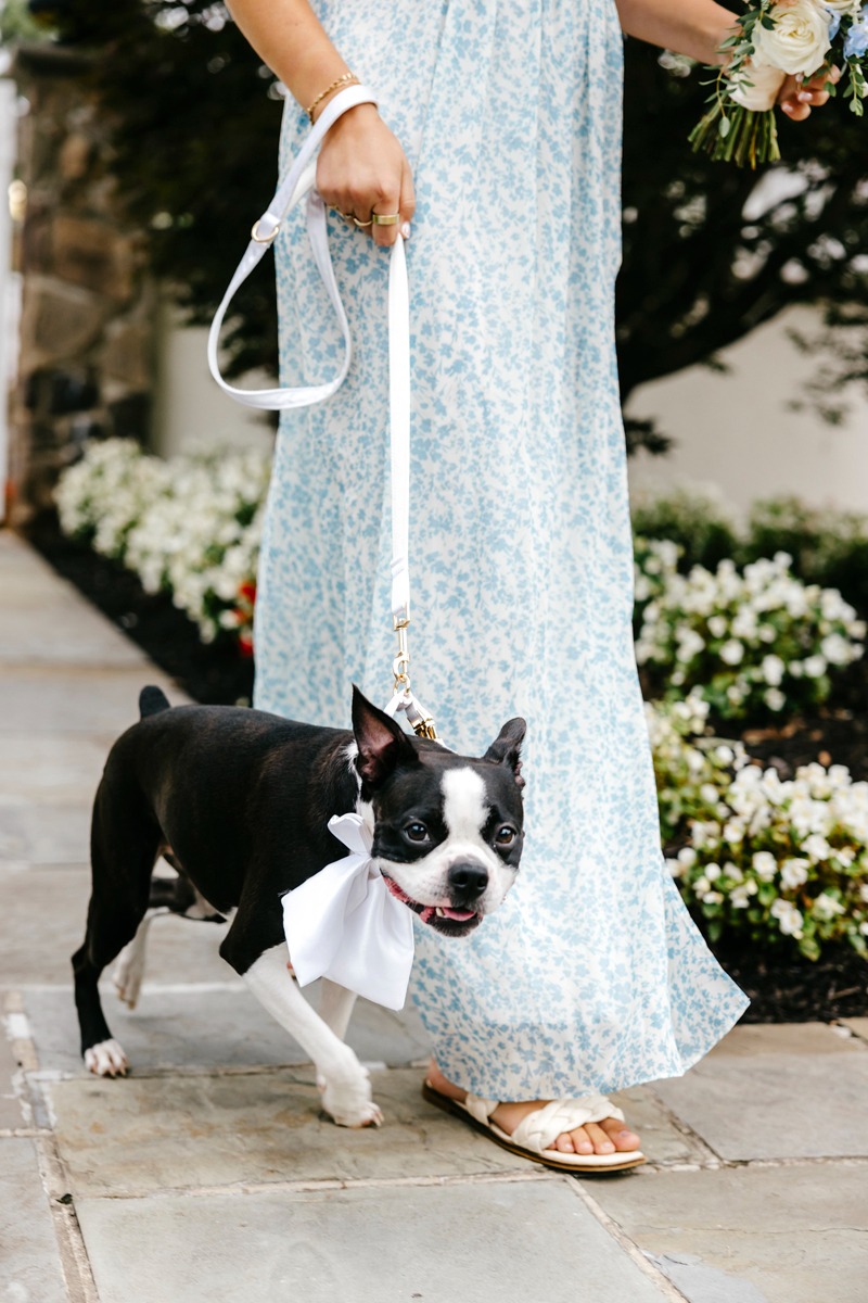 ring bearer dog with bow