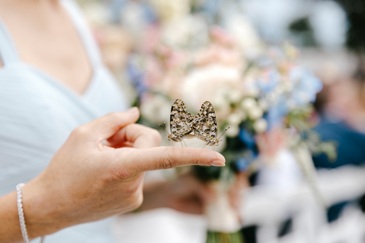 butterfly release during wedding ceremony