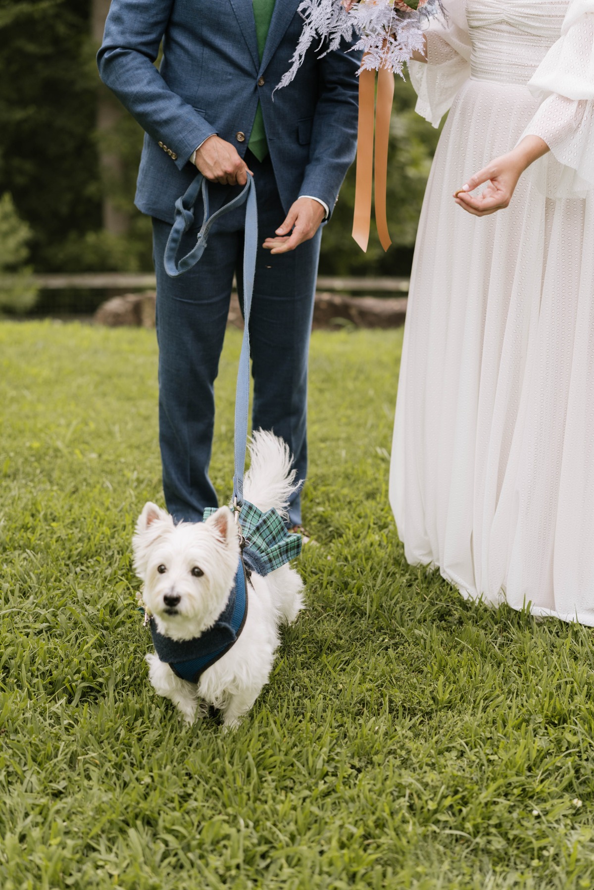 dog in kilt for wedding