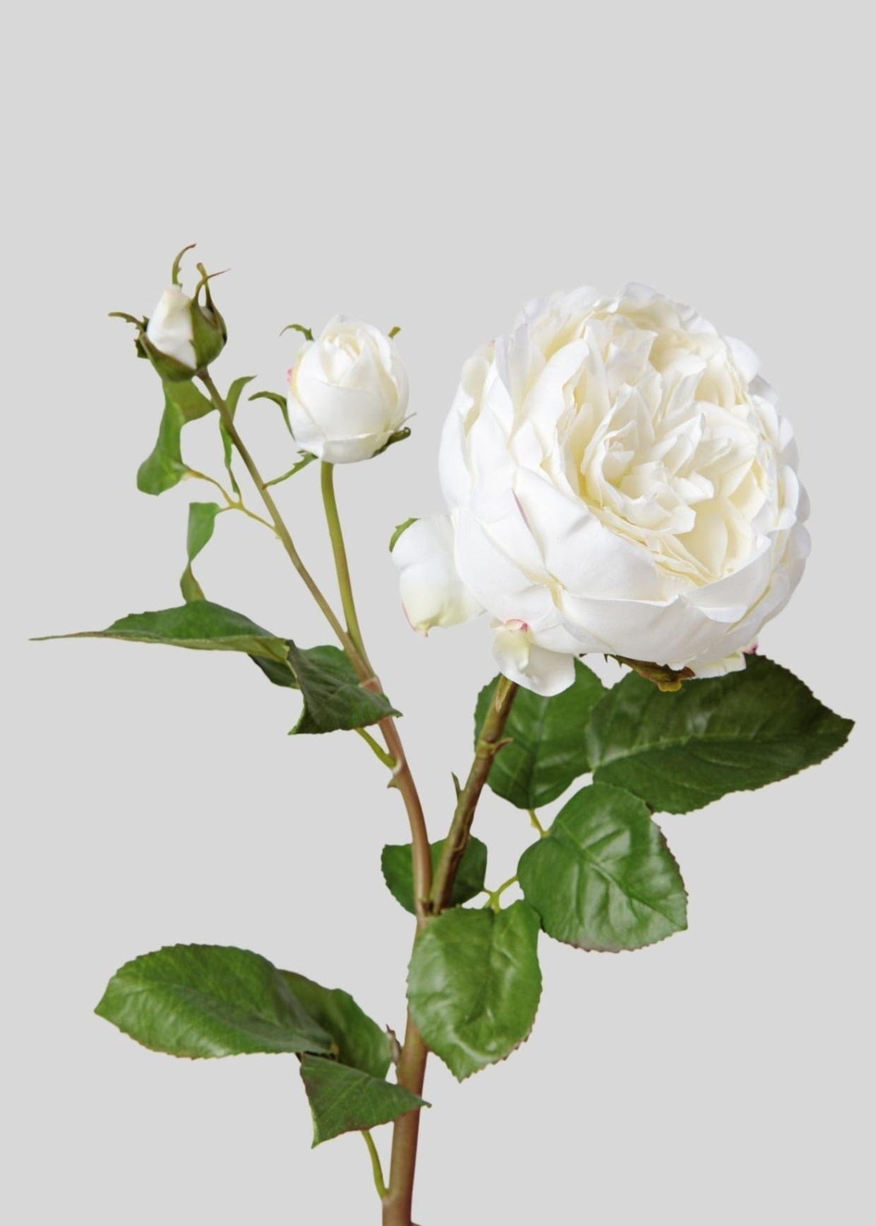 web_Afloral_r2_04F_3451