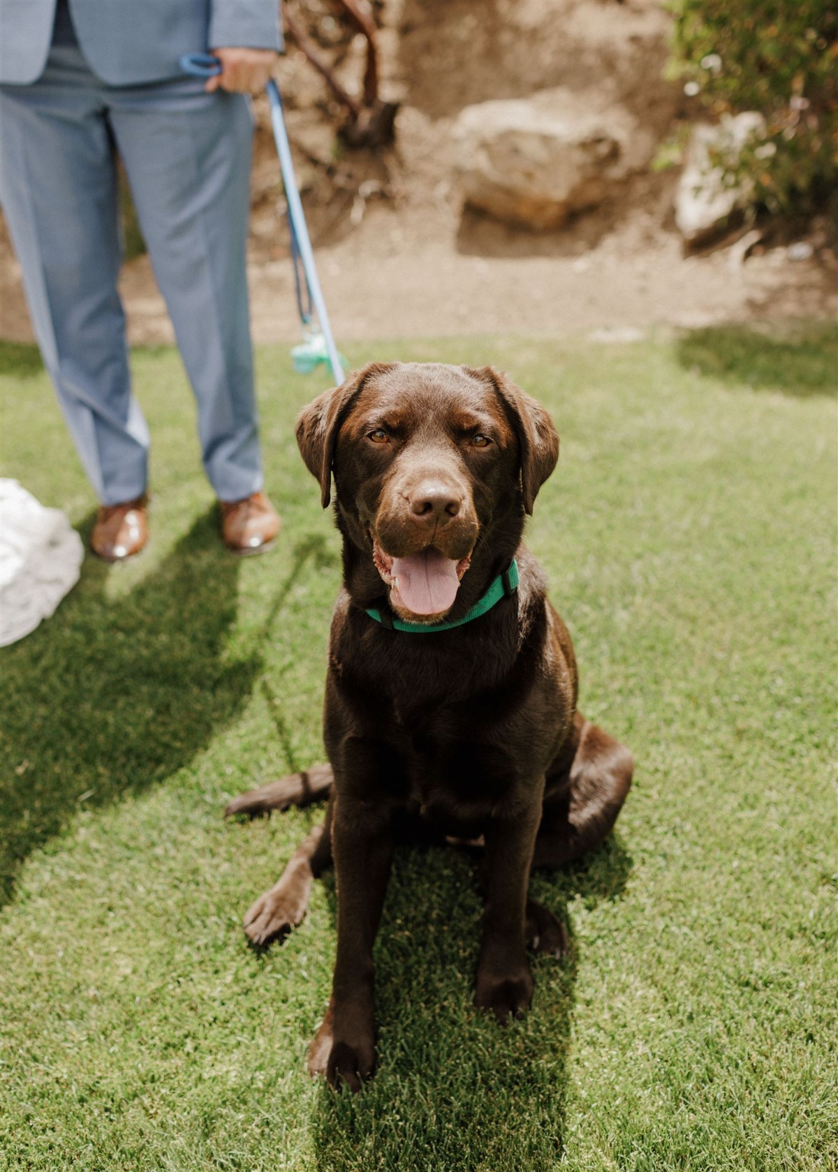 wedding dog