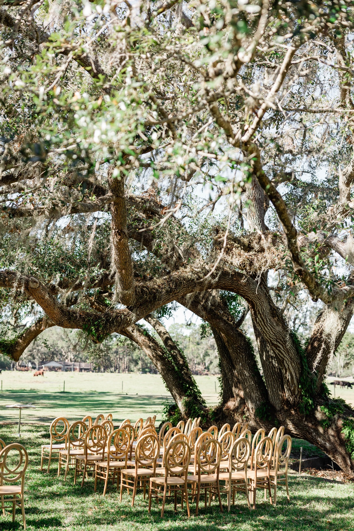 kalea-and-sam-colnial-at-sunset-wedding-san-antonio-tampa-fl-expedition-joy-photography-36