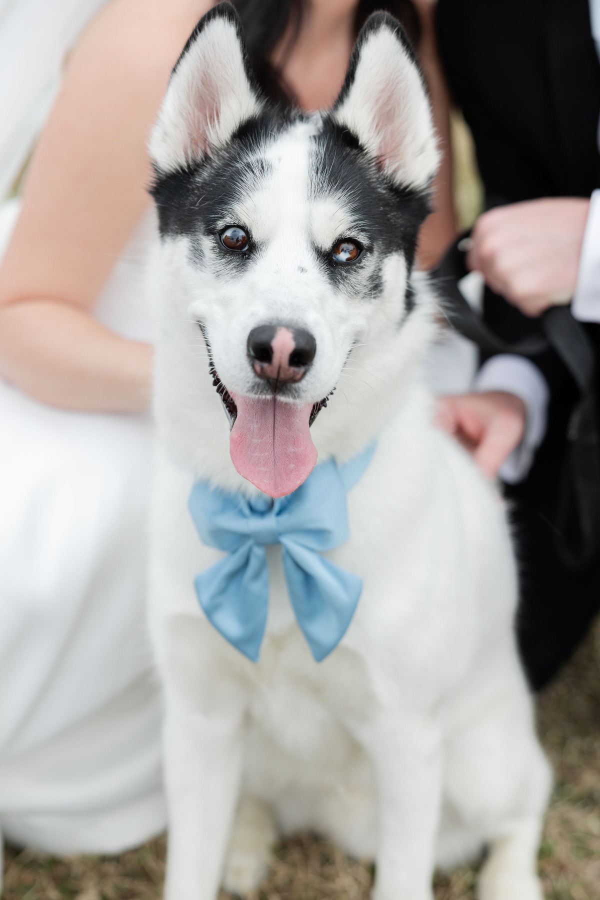 bring your dog to your wedding