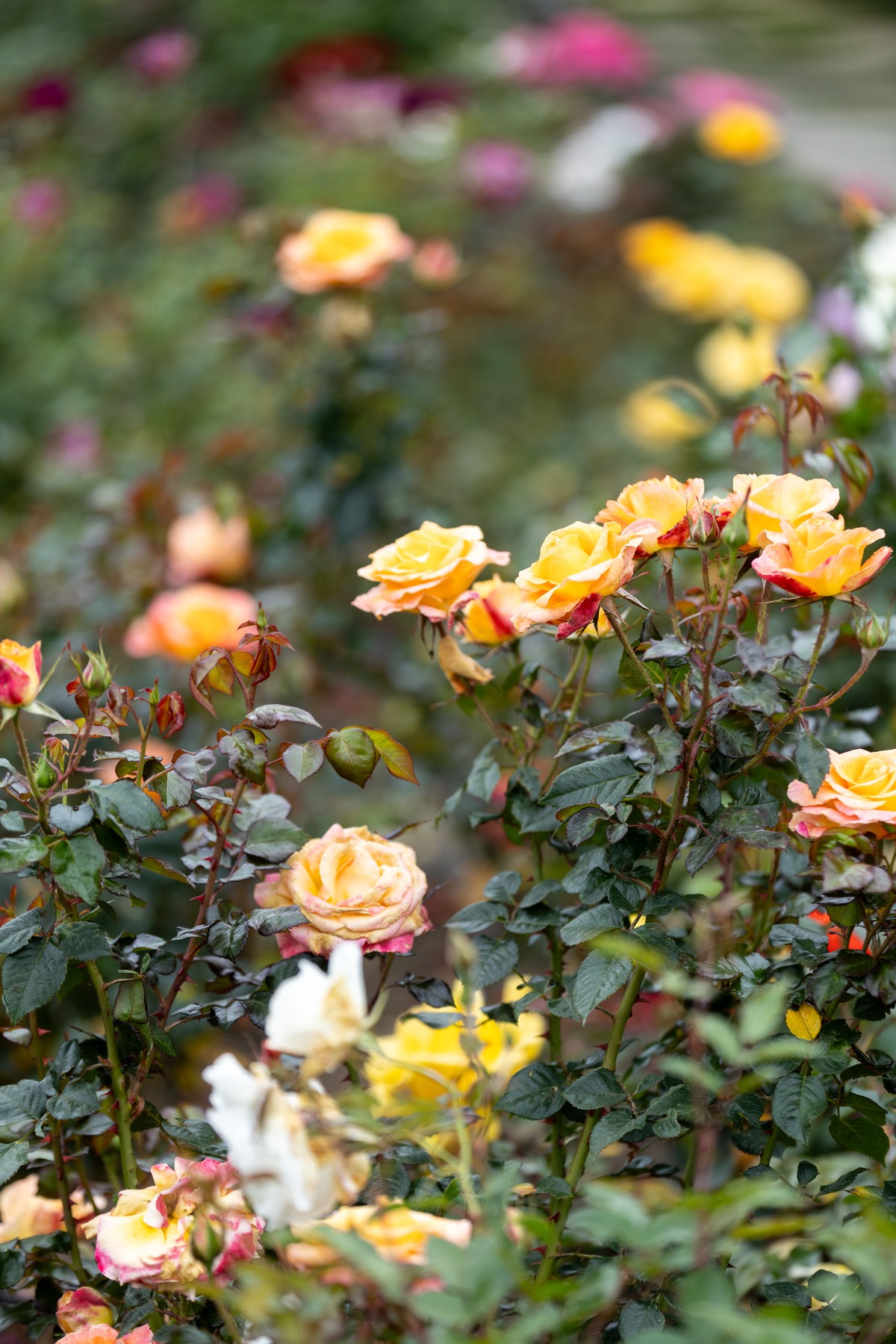 garden wedding ideas