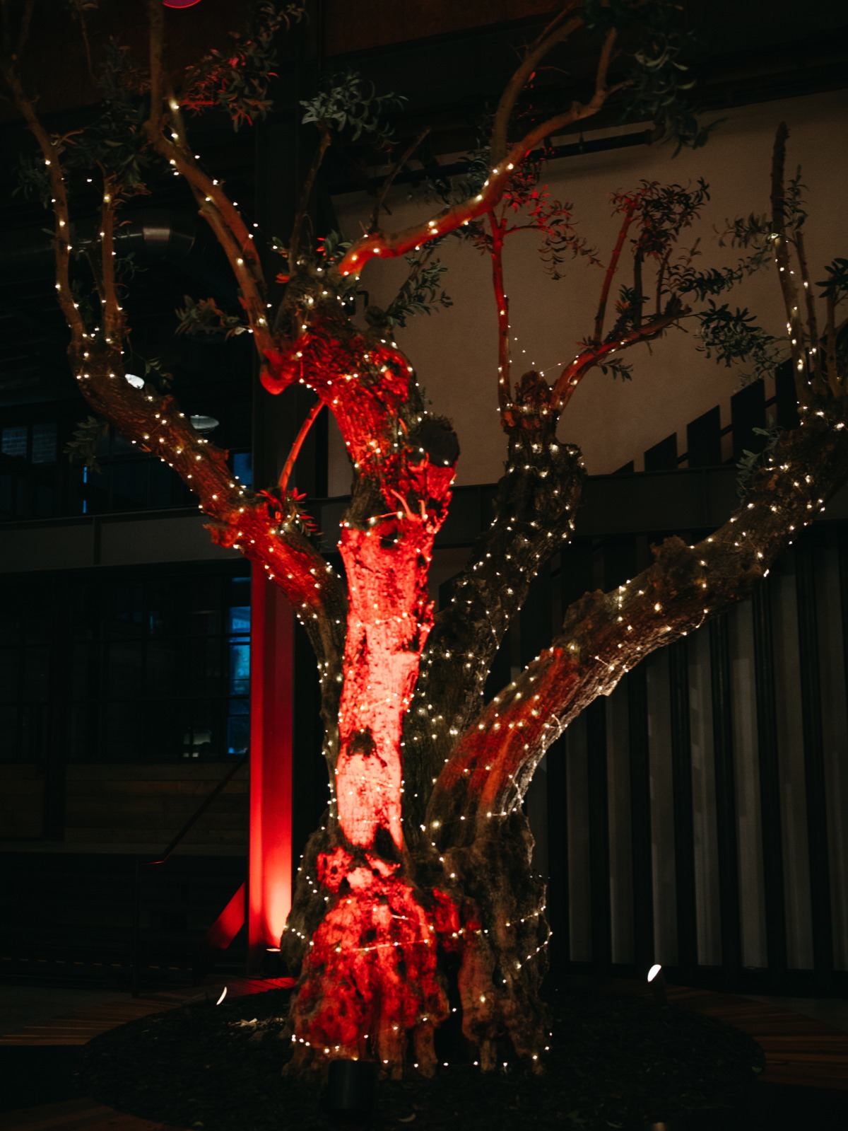 trees with uplighting