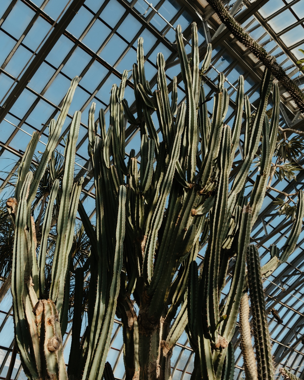 garfield-conservatory-chicago-wedding-44
