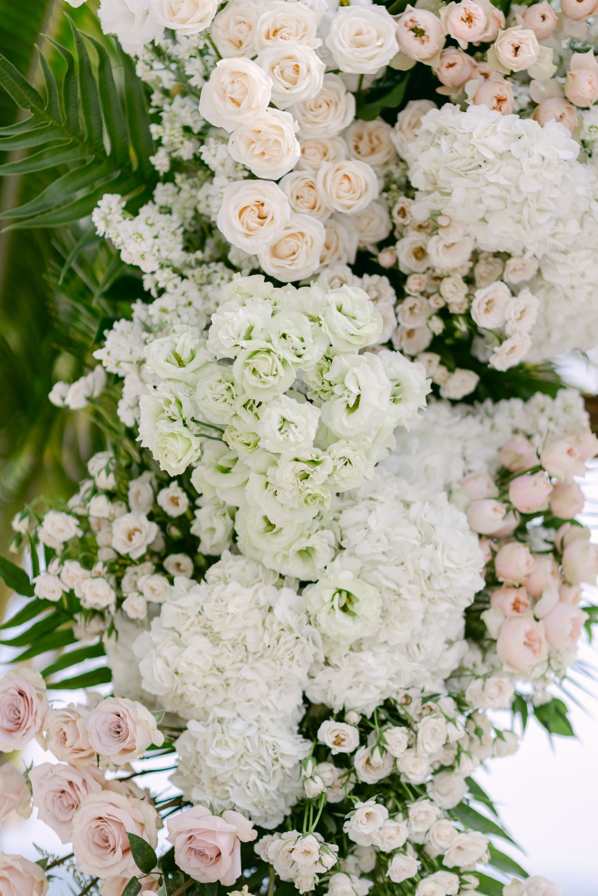 light pink and white roses