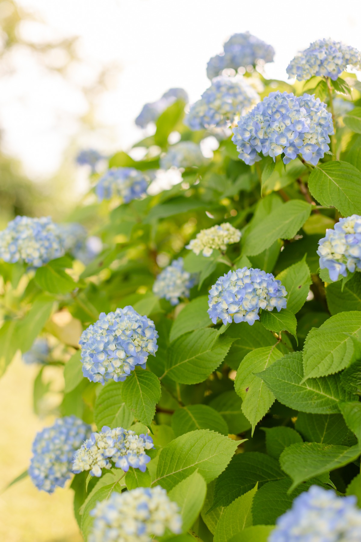 blue hydrangeas