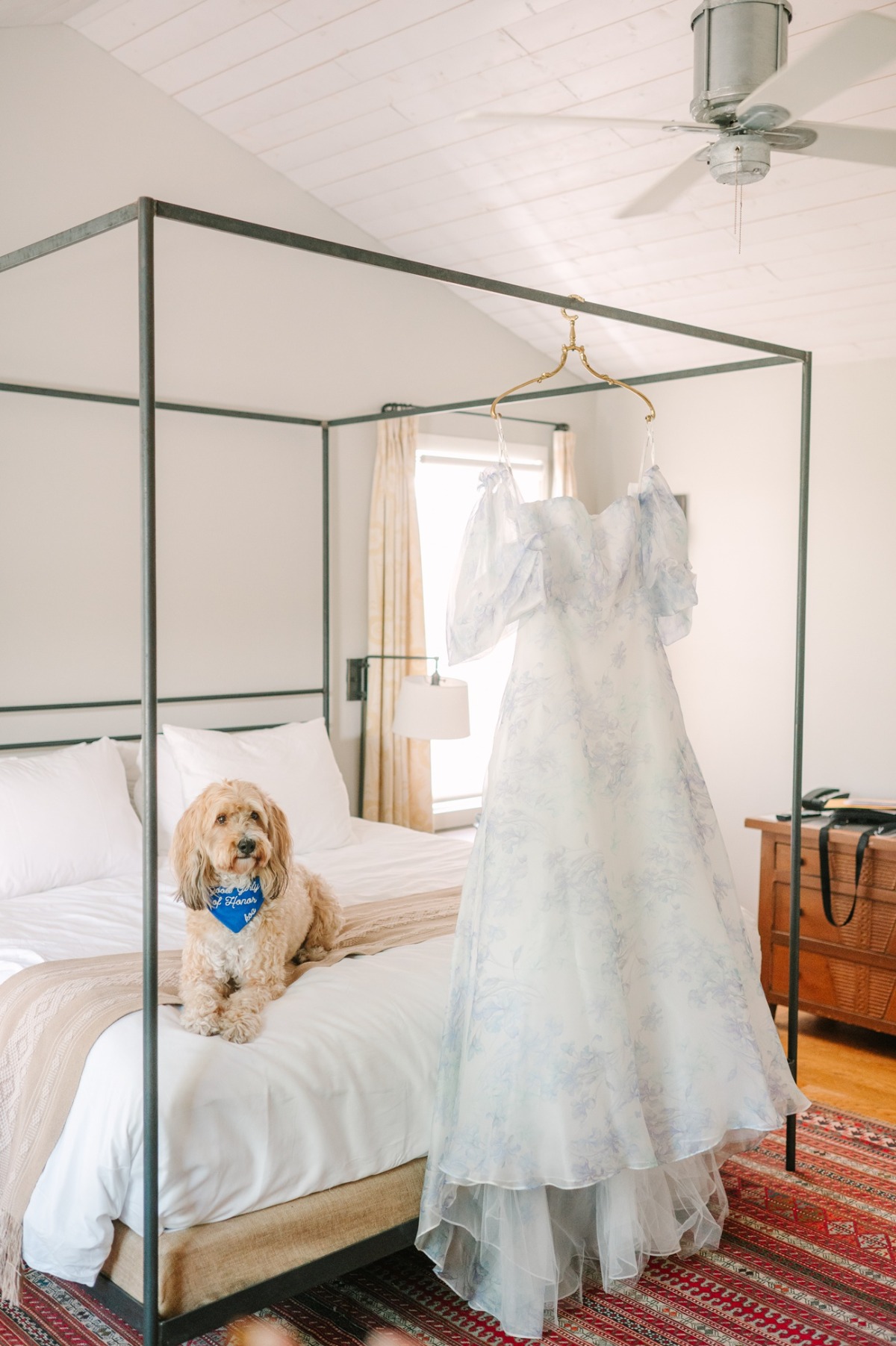 wedding dog