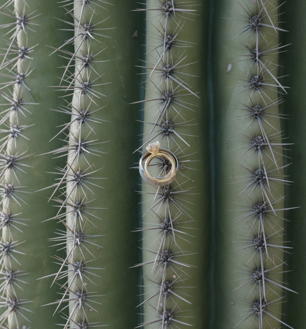 wedding rings hanging from cactus