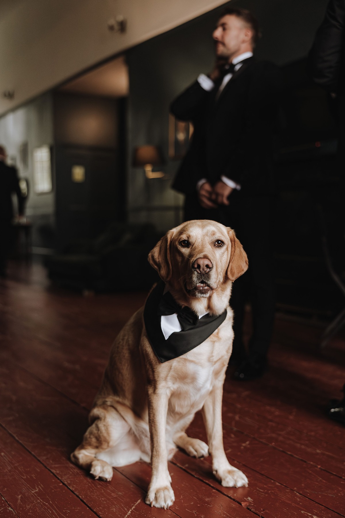 dog groomsman
