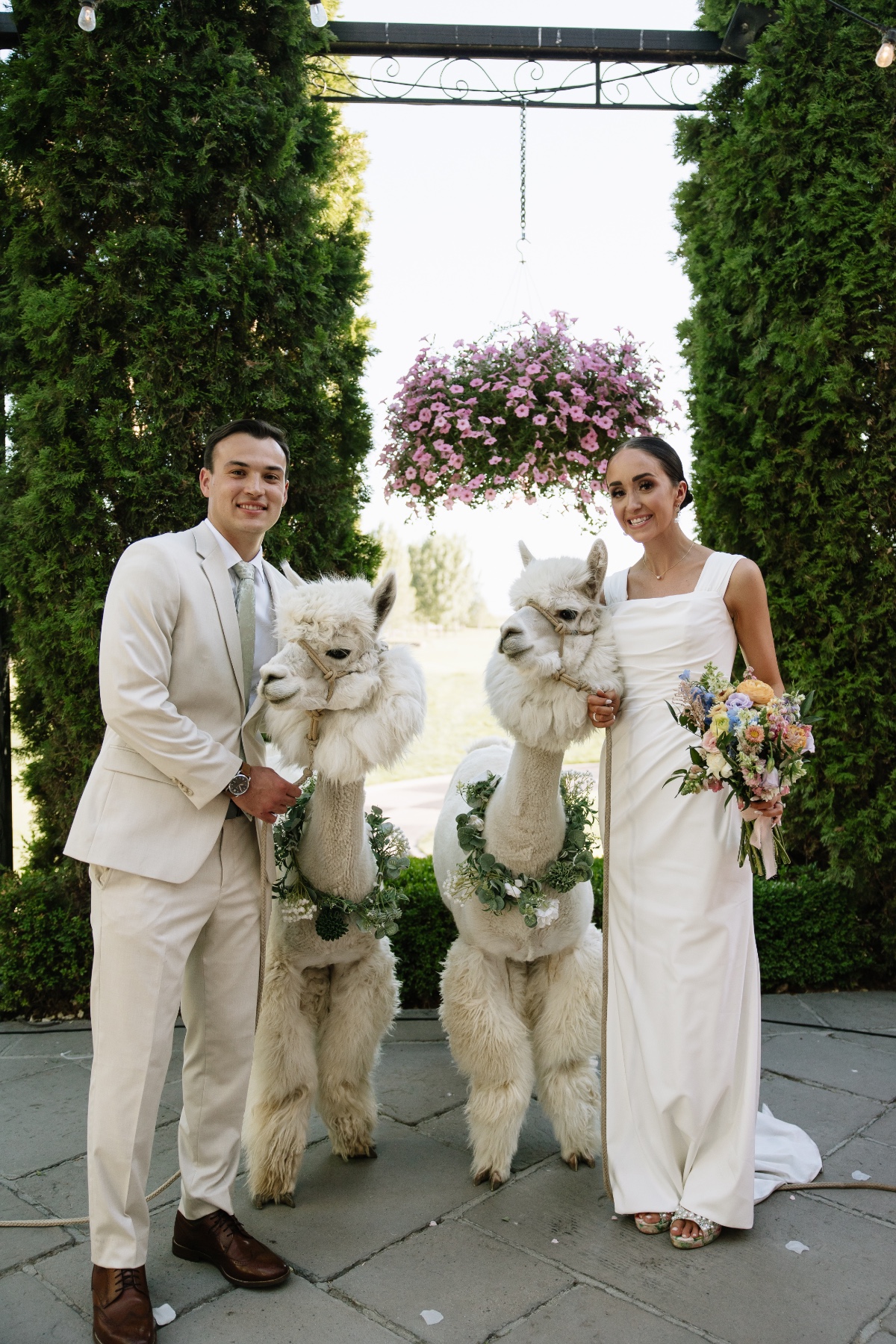 alpacas at wedding