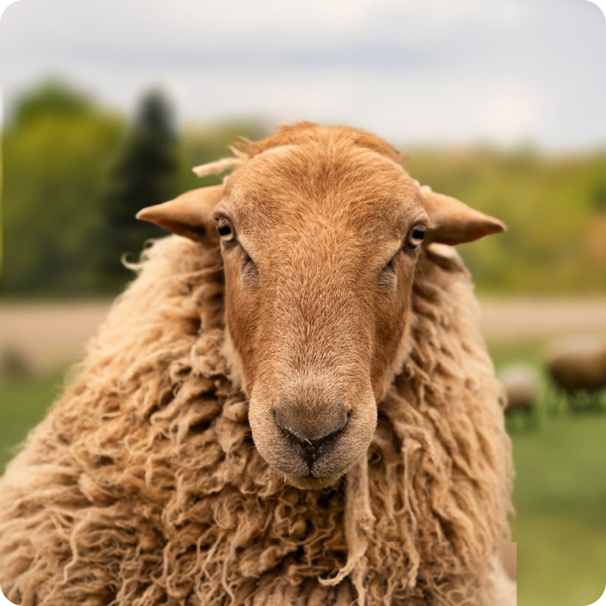 adopt a gay sheep