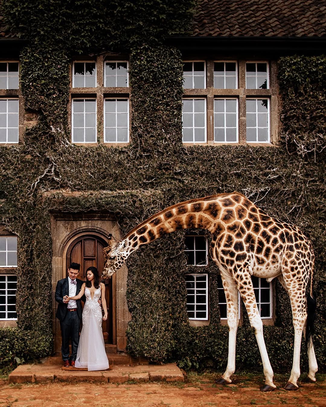 wedding couple in front of lush venue with tall giraffe at the kenyan girafe manor