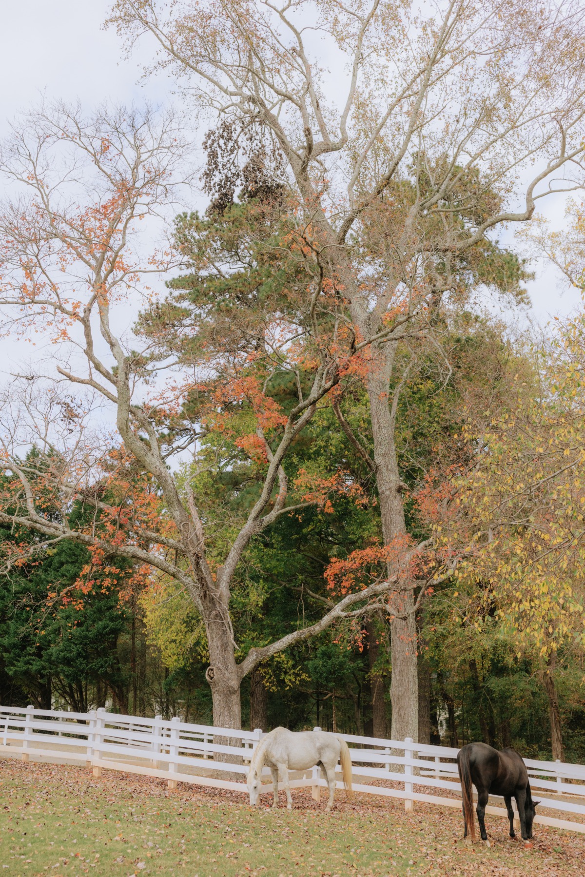 horse farm wedding venue