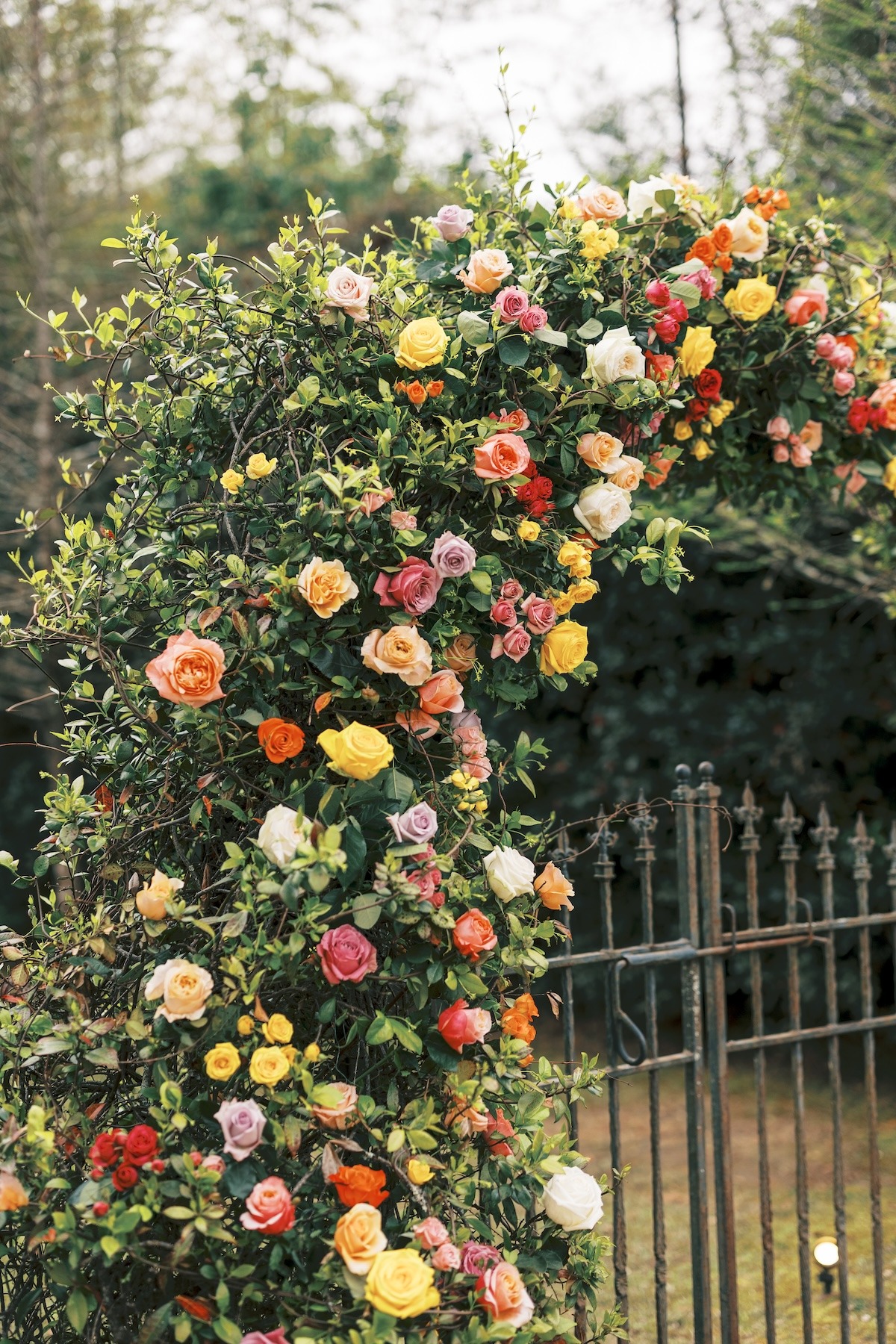 rose hedge arch for wedding
