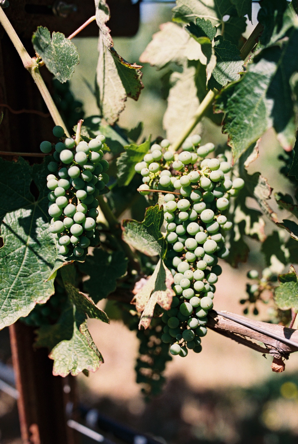 vineyard wedding ideas