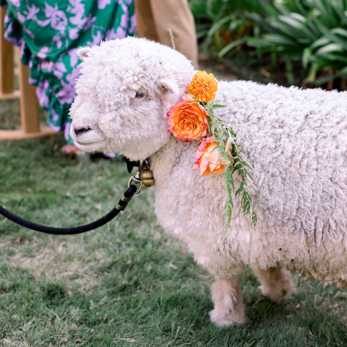 beer sheep