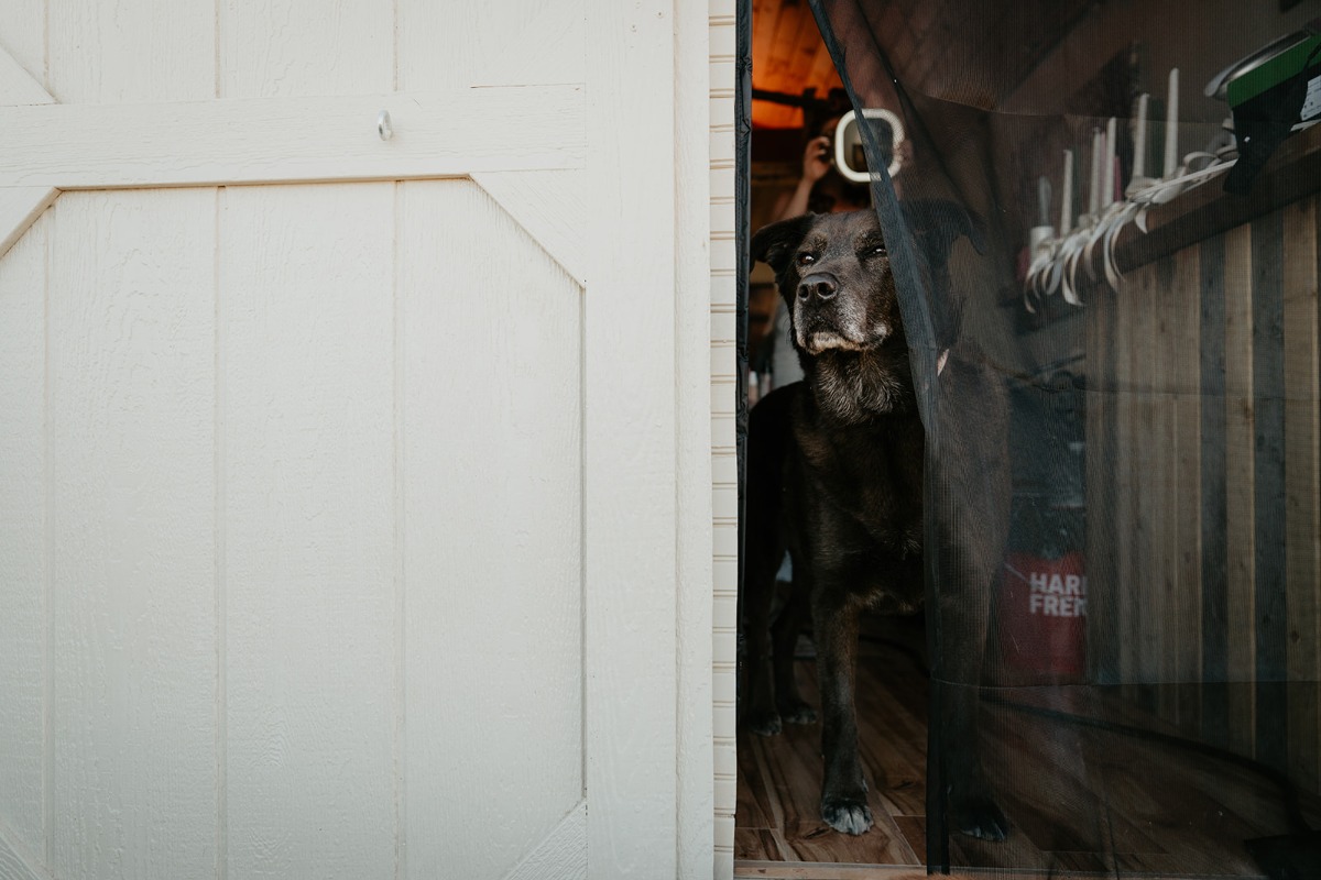 dog at a wedding